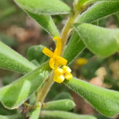 Persoonia rigida (Hairy Geebung) at Wanniassa Hill - 19 Jan 2022 by Mike