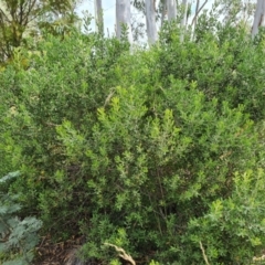 Persoonia rigida at Jerrabomberra, ACT - 19 Jan 2022 03:56 PM