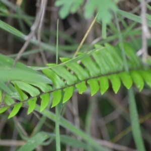 Pellaea falcata at Wamboin, NSW - 2 Nov 2021