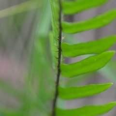 Pellaea falcata at Wamboin, NSW - 2 Nov 2021