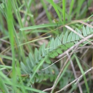 Pellaea falcata at Wamboin, NSW - 2 Nov 2021