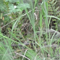 Pellaea falcata at Wamboin, NSW - 2 Nov 2021