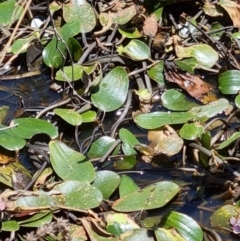 Ottelia ovalifolia subsp. ovalifolia (Swamp Lily) at Throsby, ACT - 4 Jan 2022 by EmilySutcliffe