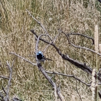 Malurus cyaneus (Superb Fairywren) at Jarramlee-West MacGregor Grasslands - 10 Jan 2022 by EmilySutcliffe