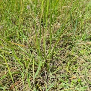 Sporobolus sp. at Macgregor, ACT - 10 Jan 2022