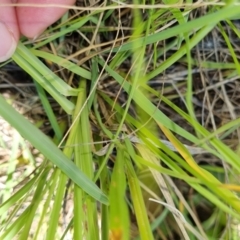 Sporobolus sp. at Macgregor, ACT - 10 Jan 2022