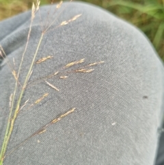 Lachnagrostis filiformis (Blown Grass) at Molonglo Valley, ACT - 17 Jan 2022 by EmilySutcliffe