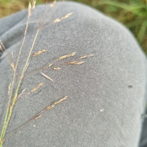 Lachnagrostis filiformis at Molonglo Valley, ACT - 17 Jan 2022