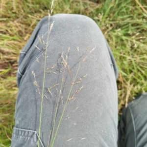 Lachnagrostis filiformis at Molonglo Valley, ACT - 17 Jan 2022