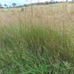 Lachnagrostis filiformis at Molonglo Valley, ACT - 17 Jan 2022