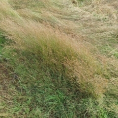 Lachnagrostis filiformis at Molonglo Valley, ACT - 17 Jan 2022