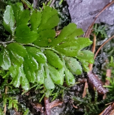 Hymenophyllum cupressiforme (Common Filmy Fern) at Bundanoon - 19 Jan 2022 by tpreston