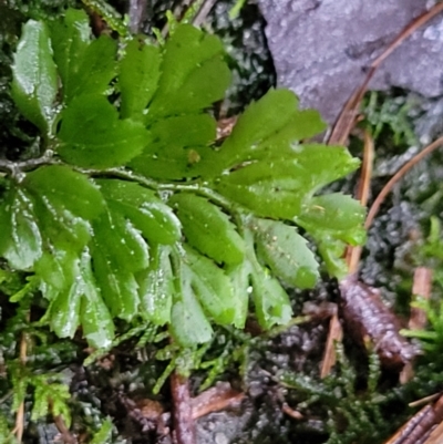 Hymenophyllum cupressiforme (Common Filmy Fern) at Bundanoon, NSW - 19 Jan 2022 by tpreston