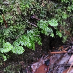 Hymenophyllum cupressiforme at Bundanoon, NSW - 19 Jan 2022