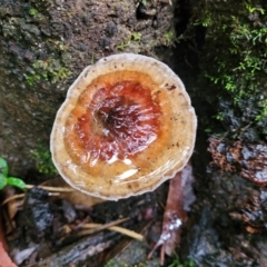 Unidentified Cap on a stem; none of the above at Bundanoon, NSW - 19 Jan 2022 by trevorpreston