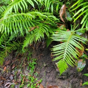 Blechnum cartilagineum at Bundanoon, NSW - suppressed