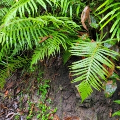 Blechnum cartilagineum (Gristle fern) at Morton National Park - 19 Jan 2022 by tpreston