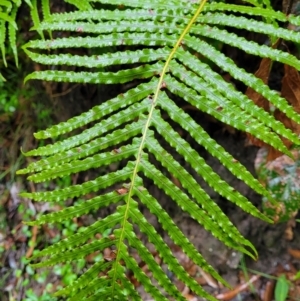 Blechnum cartilagineum at Bundanoon, NSW - suppressed