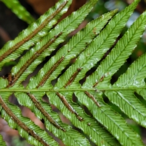 Blechnum cartilagineum at Bundanoon, NSW - suppressed