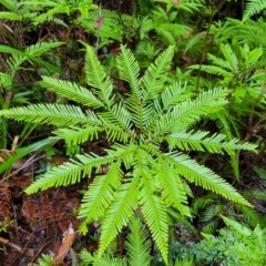 Sticherus flabellatus (Shiny Fan-fern, Umbrella Fern) at Bundanoon, NSW - 19 Jan 2022 by tpreston