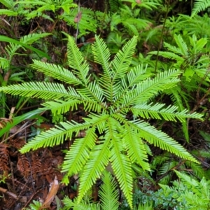 Sticherus flabellatus at Bundanoon, NSW - 19 Jan 2022