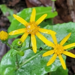 Senecio velleioides (Forest Groundsel) at Morton National Park - 19 Jan 2022 by tpreston