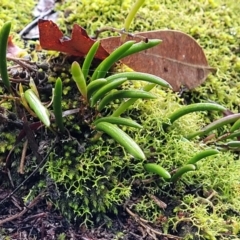 Dendrobium striolatum (Streaked Rock Orchid) at Morton National Park - 19 Jan 2022 by tpreston