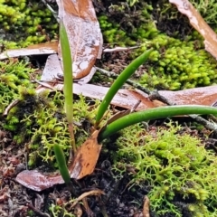 Dockrillia striolata at Bundanoon, NSW - suppressed