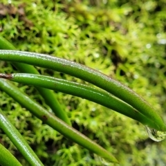 Dockrillia striolata at Bundanoon, NSW - 19 Jan 2022