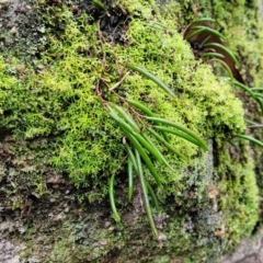 Dockrillia striolata at Bundanoon, NSW - suppressed