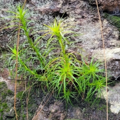 Dracophyllum secundum at Bundanoon - 19 Jan 2022 by tpreston