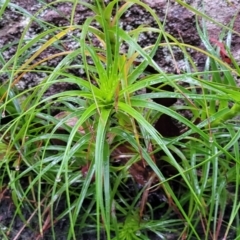 Dracophyllum secundum at Bundanoon, NSW - 19 Jan 2022 11:32 AM