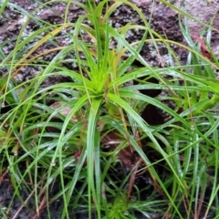 Dracophyllum secundum at Bundanoon, NSW - 19 Jan 2022
