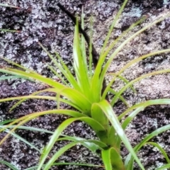 Dracophyllum secundum at Bundanoon, NSW - 19 Jan 2022