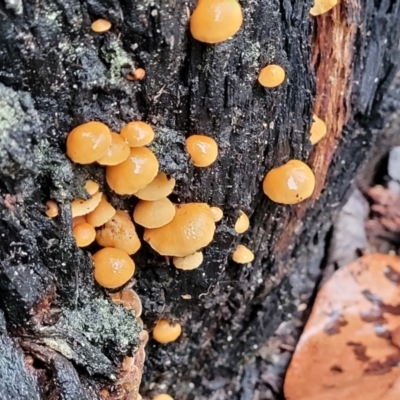 Unidentified Cap, gills below, no stem & usually on wood [stemless mushrooms & the like] at Bundanoon, NSW - 19 Jan 2022 by tpreston