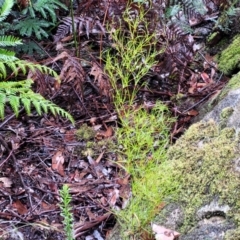 Caustis flexuosa (Curly Wigs) at Bundanoon - 19 Jan 2022 by trevorpreston