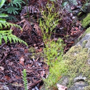 Caustis flexuosa at Bundanoon, NSW - suppressed