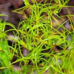 Caustis flexuosa at Bundanoon, NSW - suppressed