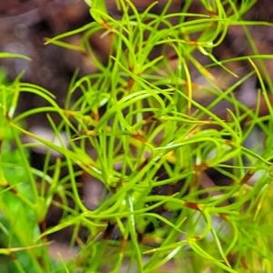 Caustis flexuosa at Bundanoon, NSW - suppressed