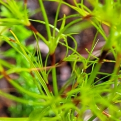 Caustis flexuosa at Bundanoon, NSW - suppressed