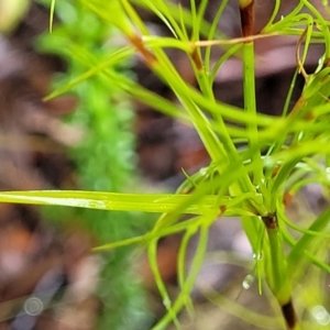 Caustis flexuosa at Bundanoon, NSW - suppressed