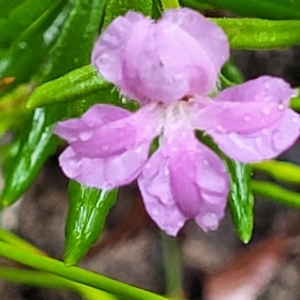 Coopernookia barbata at Bundanoon, NSW - 19 Jan 2022