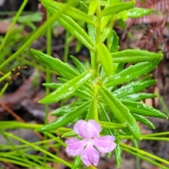 Coopernookia barbata at Bundanoon, NSW - 19 Jan 2022