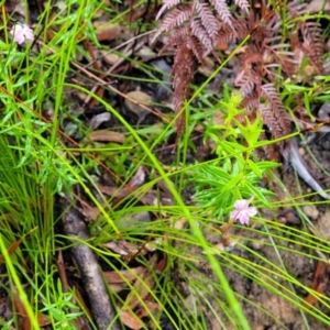 Coopernookia barbata at Bundanoon, NSW - 19 Jan 2022