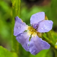 Dampiera stricta (Blue Dampiera) at Morton National Park - 19 Jan 2022 by tpreston