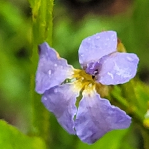 Dampiera stricta at Bundanoon, NSW - 19 Jan 2022