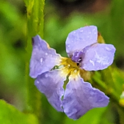 Dampiera stricta (Blue Dampiera) at Bundanoon - 19 Jan 2022 by trevorpreston