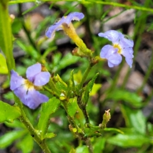 Dampiera stricta at Bundanoon, NSW - 19 Jan 2022