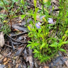 Dampiera stricta at Bundanoon, NSW - 19 Jan 2022