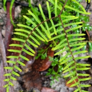 Gleichenia dicarpa at Bundanoon, NSW - suppressed